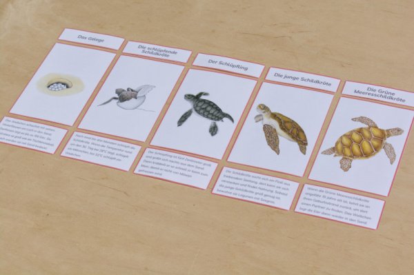 legematerial_schildkroete_rot_2