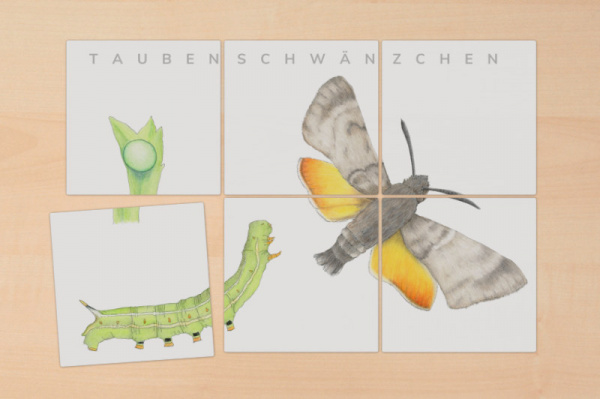 lernpuzzle_schmetterlinge3