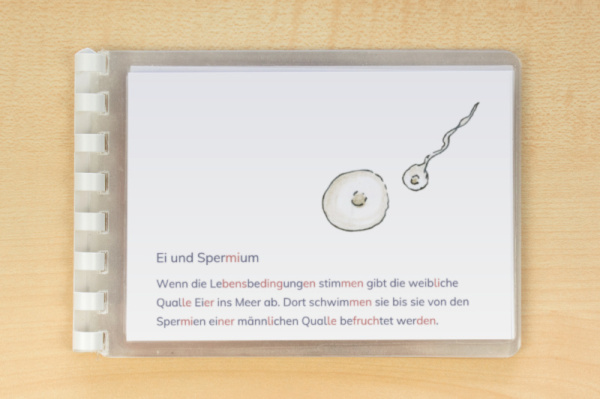 leseheft_ohrenqualle_silben_2