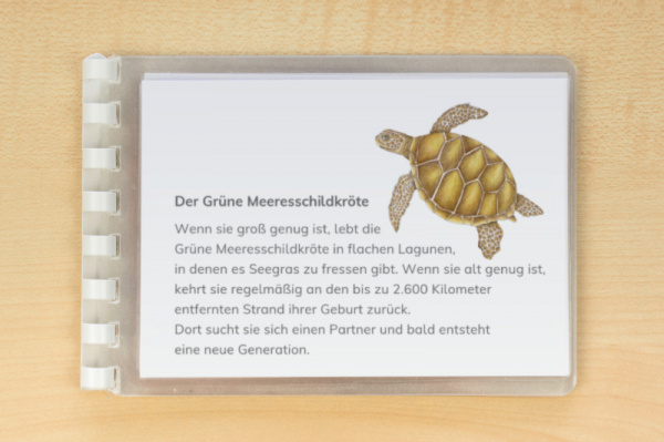 leseheft_schildkroete_download_3
