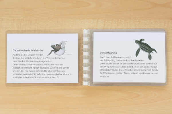 leseheft_schildkroete_download_4