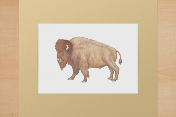 na_bison