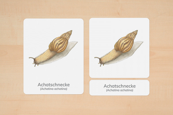 (Deutsch - Download)
