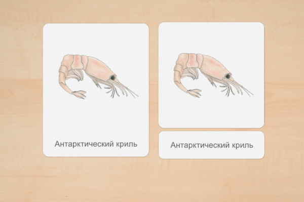 nomen_antarktis_russisch_2