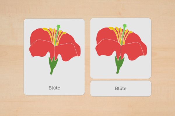 nomen_bluete_download_1