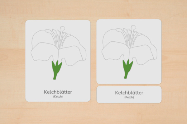 nomen_bluete_download_2