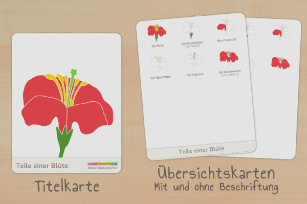 nomen_bluete_download_titel_2