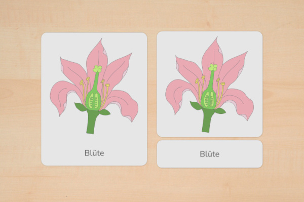 nomen_bluete_primar_1