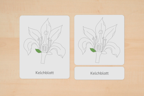 nomen_bluete_primar_2