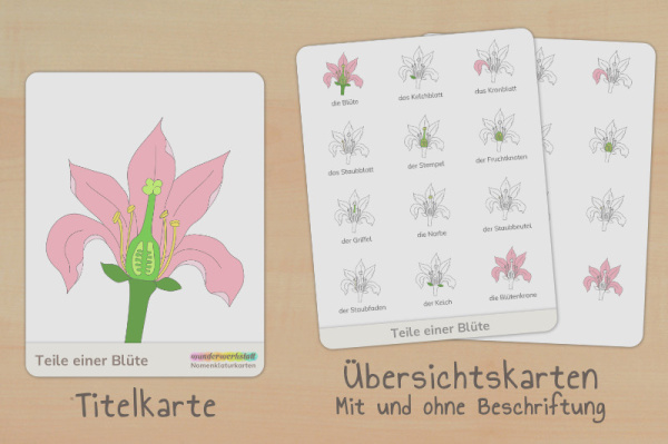 nomen_bluete_primar_titel_2