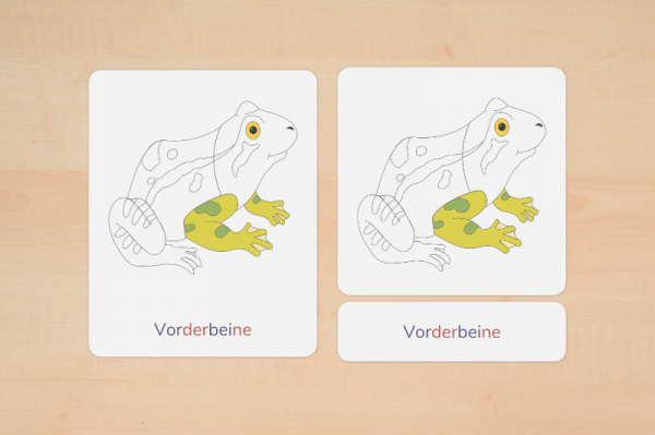 nomen_frosch_silben_3