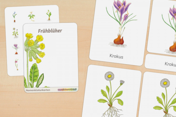 16 Nomenklaturkarten Frühblüher