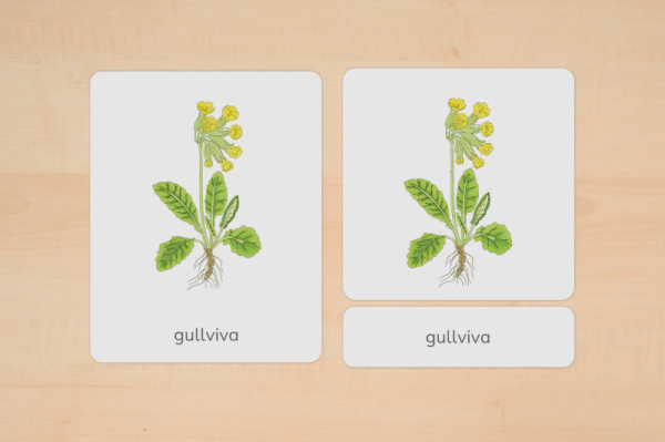 nomen_fruehblueher_schwedisch_1