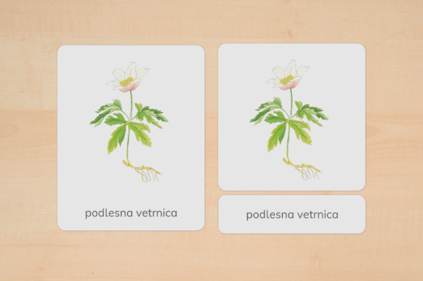 nomen_fruehblueher_slowenisch_2