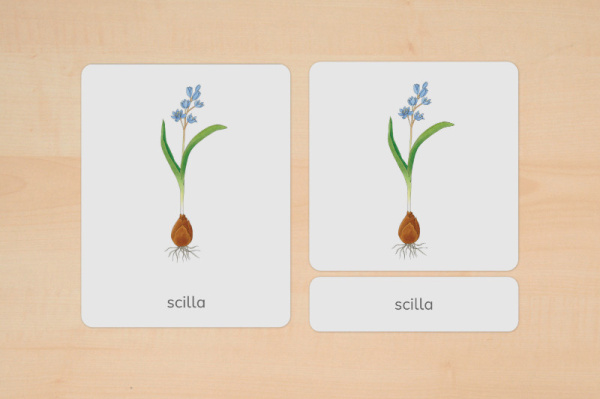 nomen_fruehblueher_spanisch_1