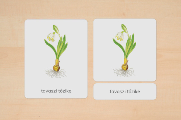 nomen_fruehblueher_ungarisch_1