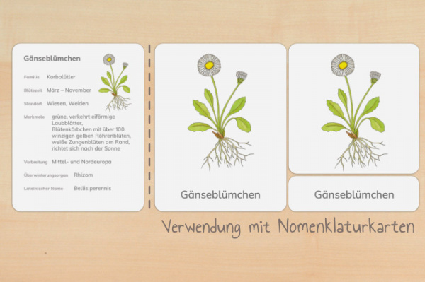 nomen_fruehblueher_y