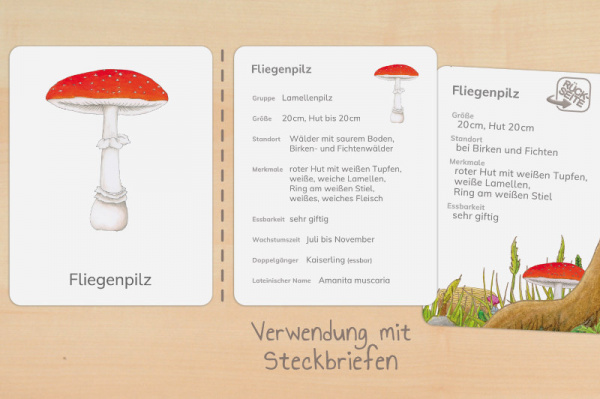 nomen_pilze_druck_c