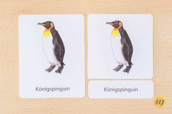 nomen_pinguine_druck3