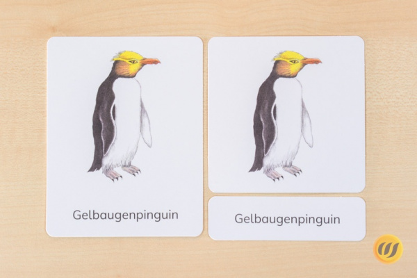 nomen_pinguine_druck4