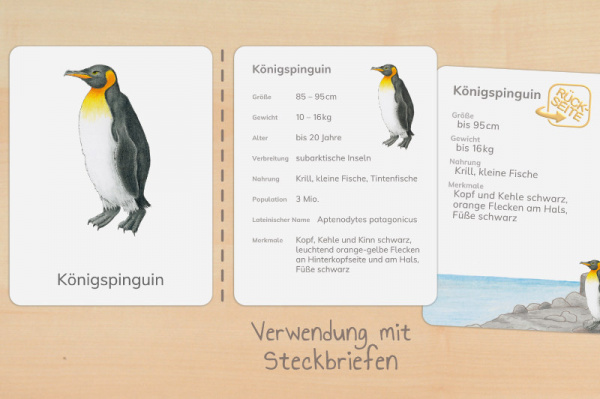 nomen_pinguine_druck_v