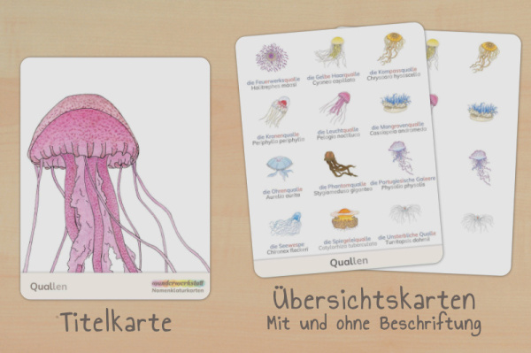 nomen_quallen_titel_silben_2
