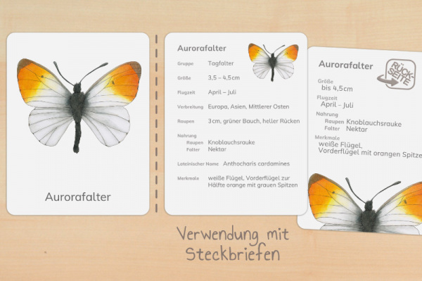 nomen_schmetter_druck_h