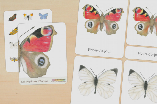 nomen_schmetterlinge_franz_titel_1
