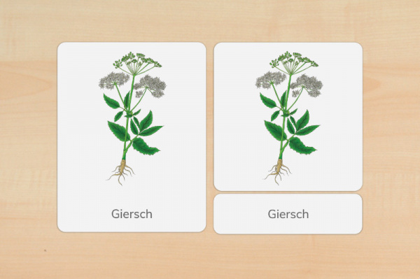 nomen_wild_druck_d