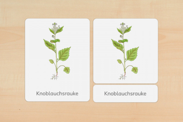 nomen_wild_druck_e