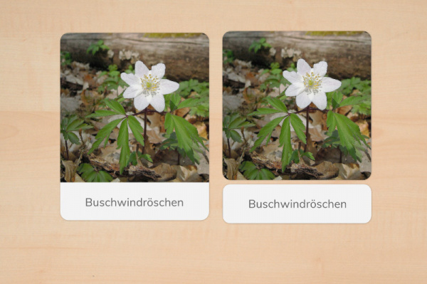 nomenklatur_fruebblueher_foto_2