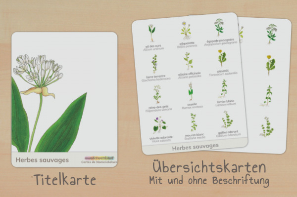 nomenklatur_wildkraeuter_franzoesisch_titel_2