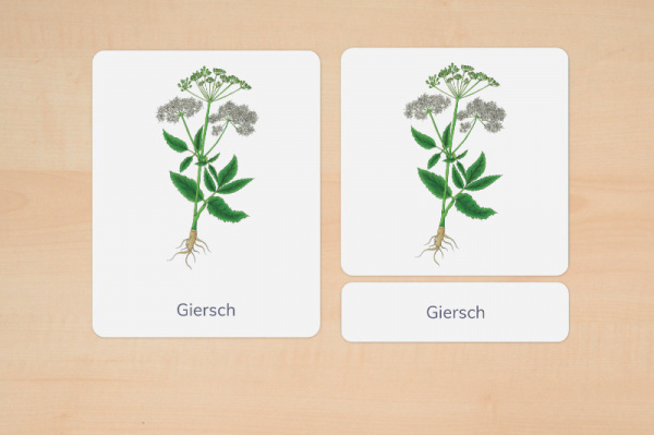 nomenklatur_wildkraeuter_silben_2