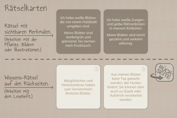 raetsel_wildkrauter__3