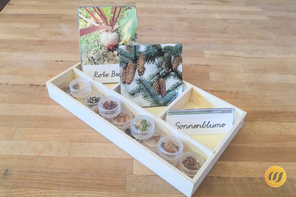 12 Samen und ihre Pflanzen (Download)