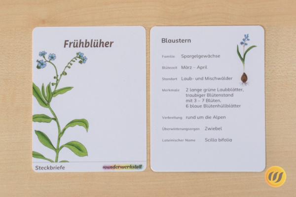 steck_fruehblueher_druck