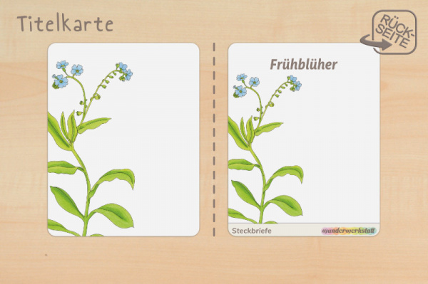 steck_fruehblueher_druck_b