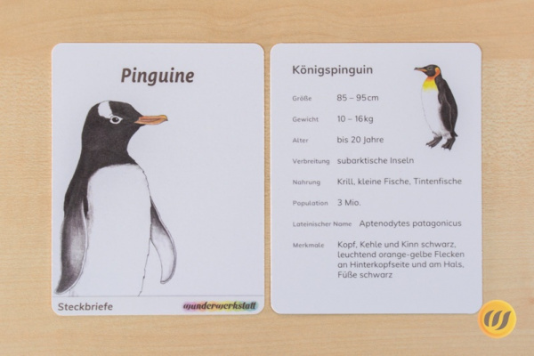 steckbrief_pinguin_druck
