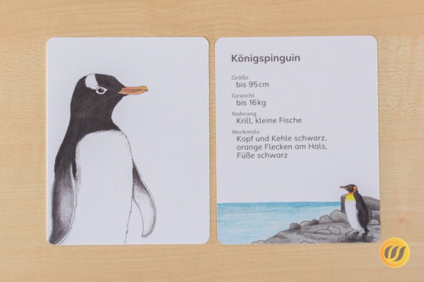 steckbrief_pinguin_druck2