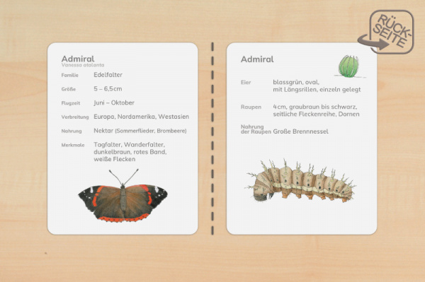 steckbriefe_schmetterlinge_gross_2