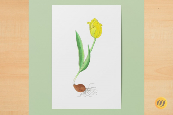 tulpe