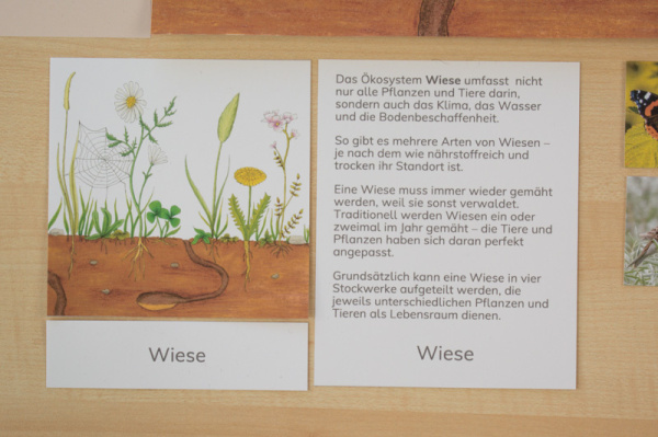 wiese_stockwerke_bewohner4