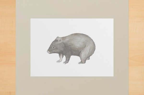 wombat1