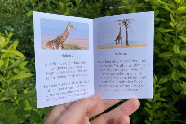 wunderwissen_faltbuechlein_giraffe