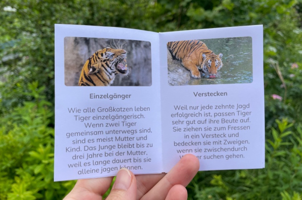wunderwissen_faltbuechlein_tiger2