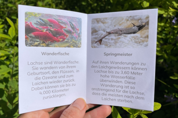 wunderwissen_lachs_neu