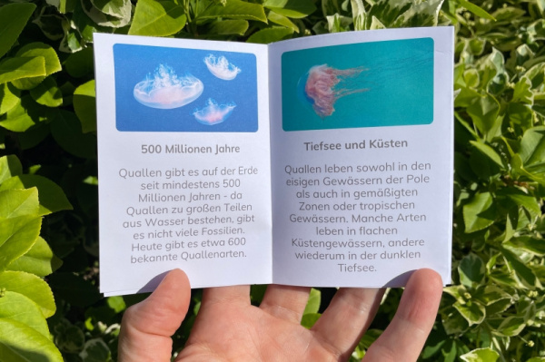 wunderwissen_quallen