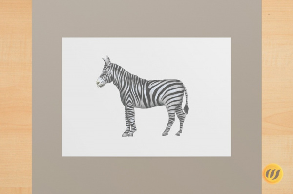 zebra