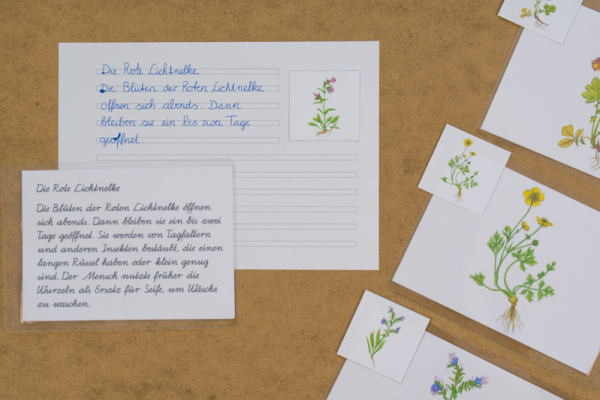 abschreibkartei_wiesenblumen_1