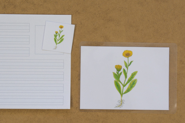 abschreibkartei_wiesenblumen_3